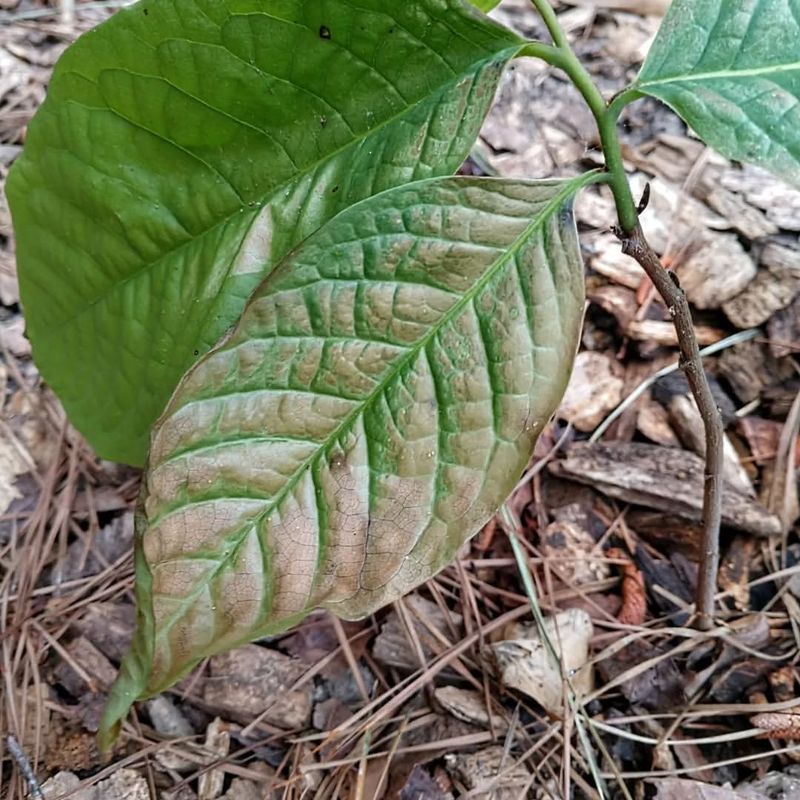 Avocado Trees Suffer Sunburn