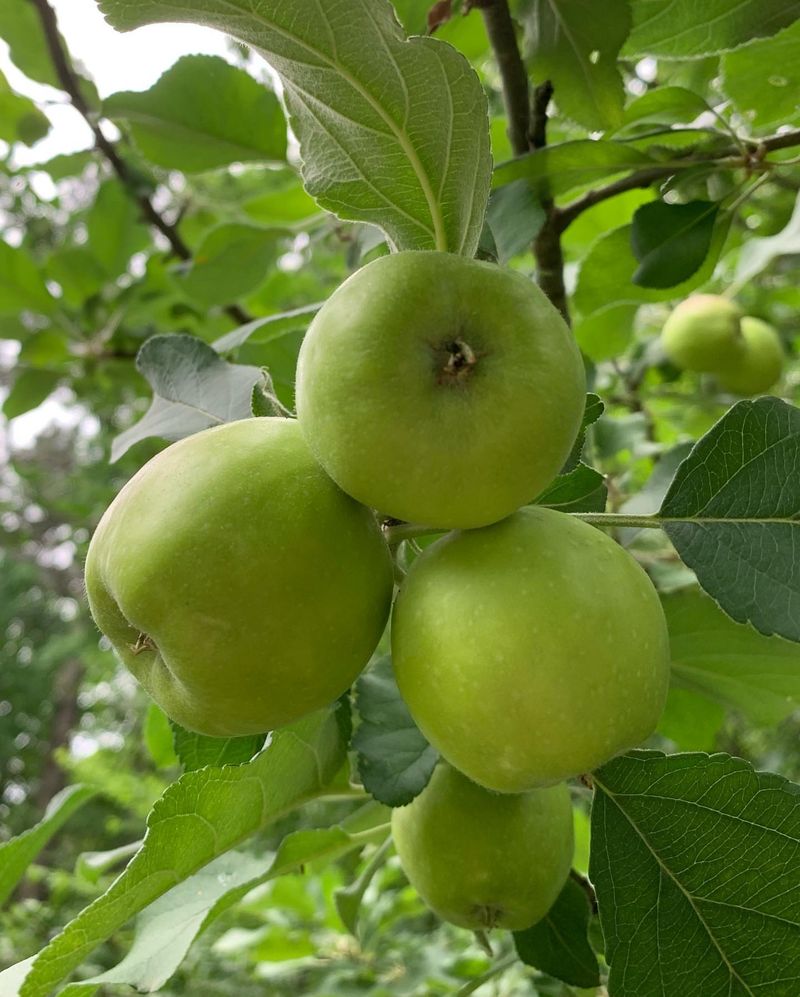 Apple Trees