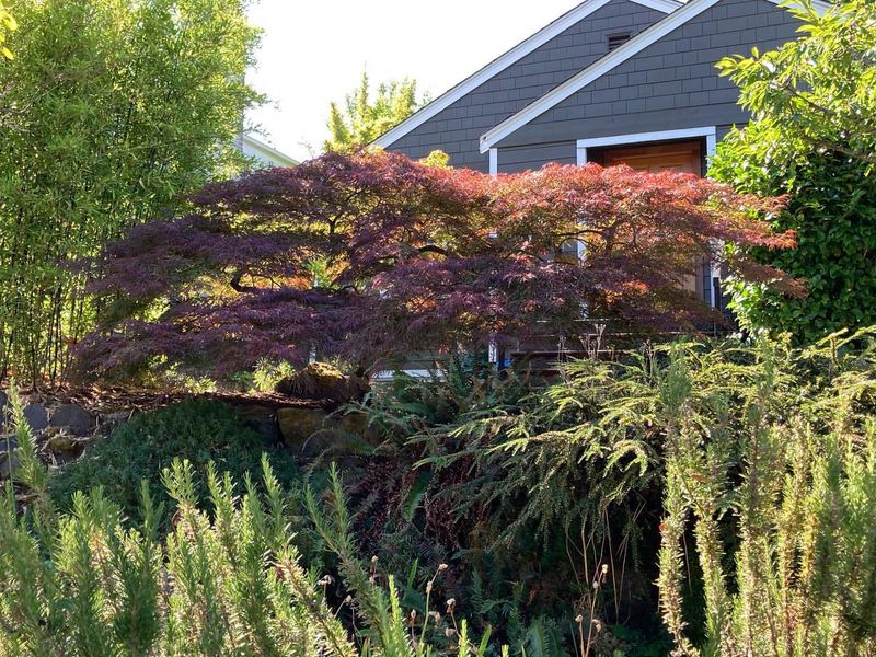 Centuries-Old Pruning Traditions Preserved
