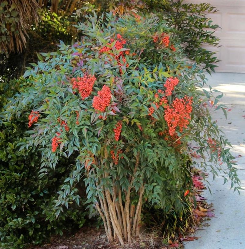 Non-Native Plant Species