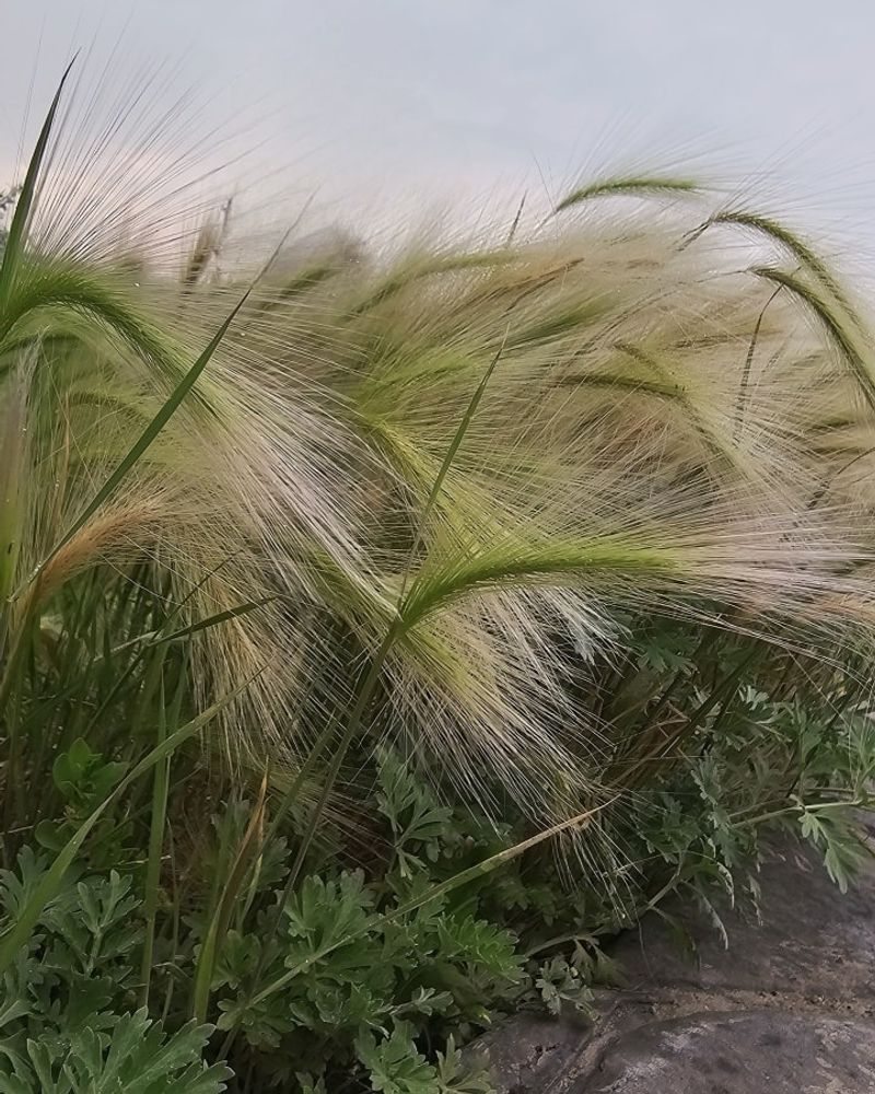 Foxtail