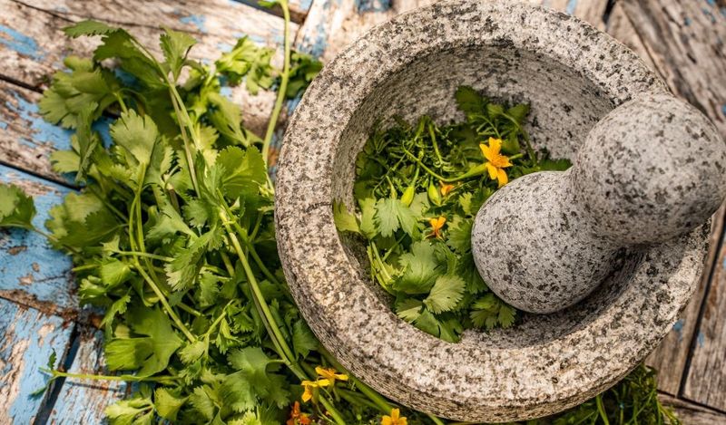 Medicinal Plant Gardens