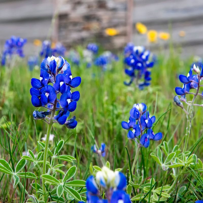 Bluebonnet