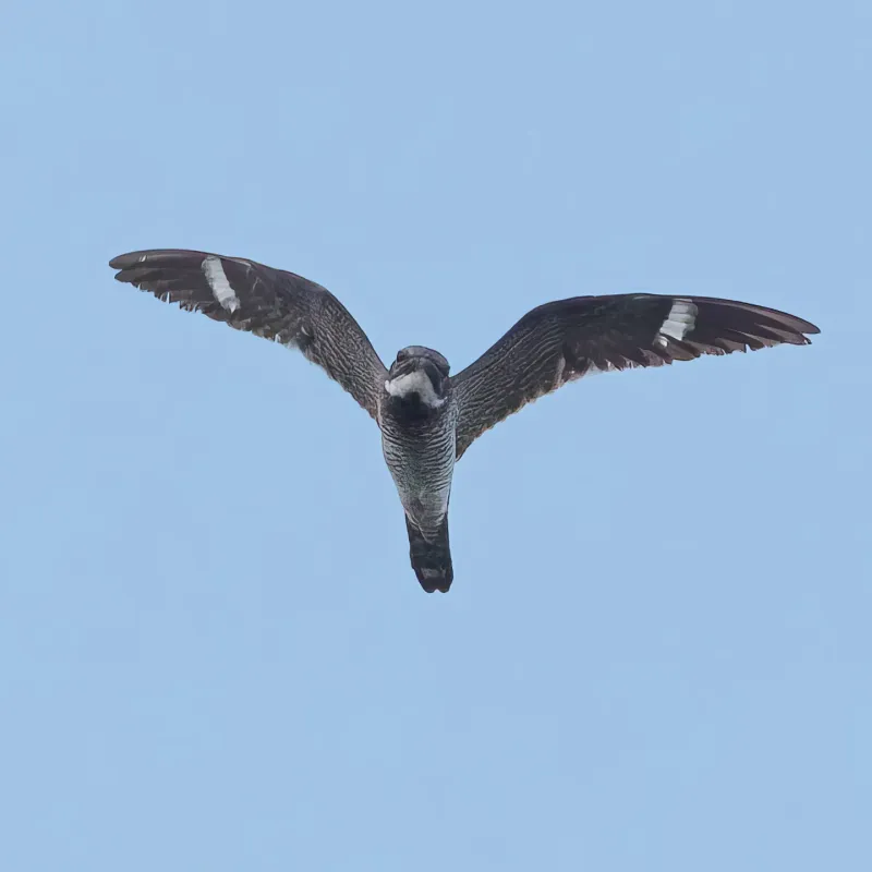 Nighthawk Evening Swoops