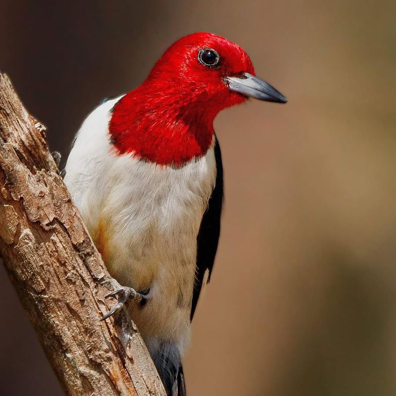 Red-headed Woodpeckers