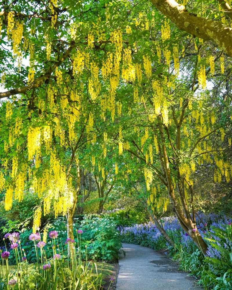 Golden Chain Tree