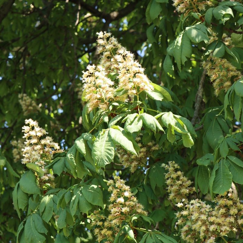 Horse Chestnut