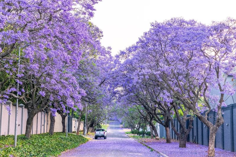 Melia Tree: The Poisonous Shade-Maker