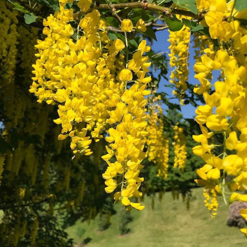Golden Chain Tree: Deceptively Dangerous