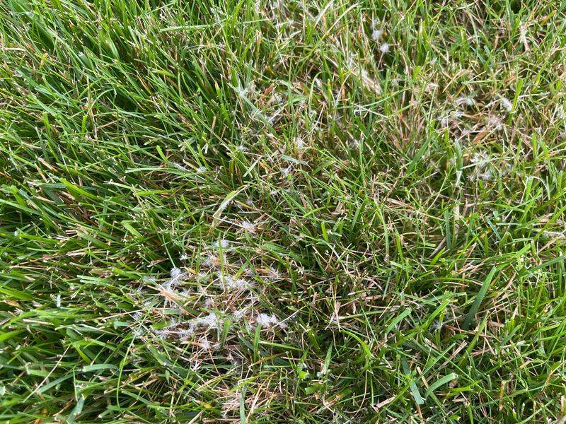Fungal Diseases Taking Hold