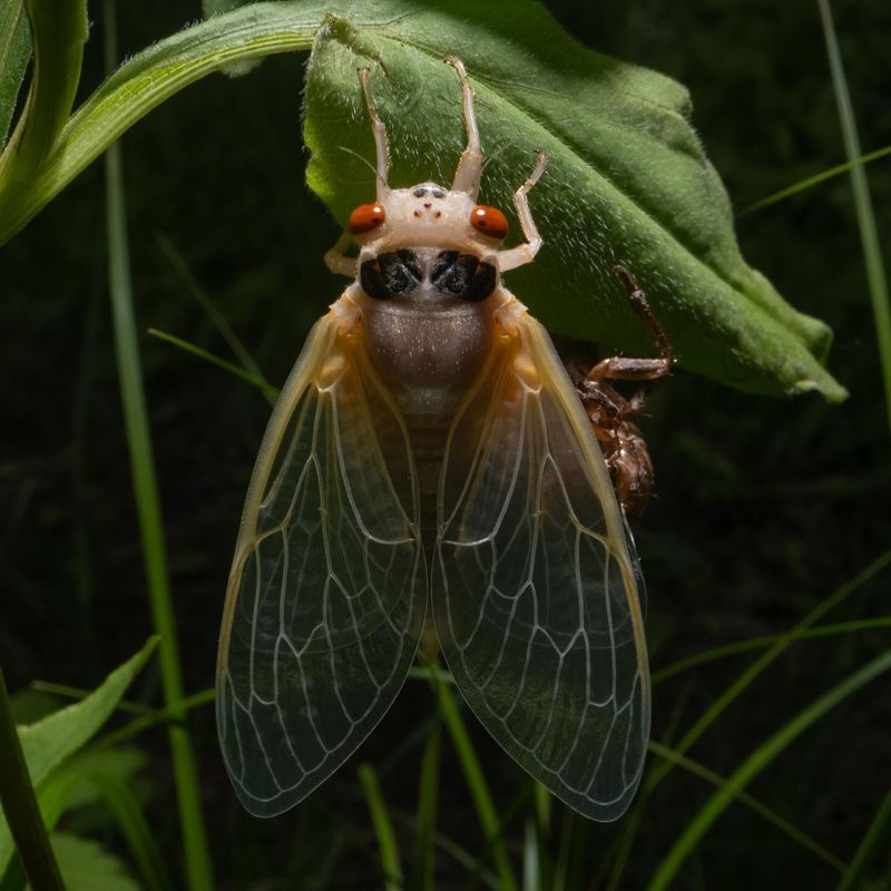 Cicada Killer Wasp Intimidators