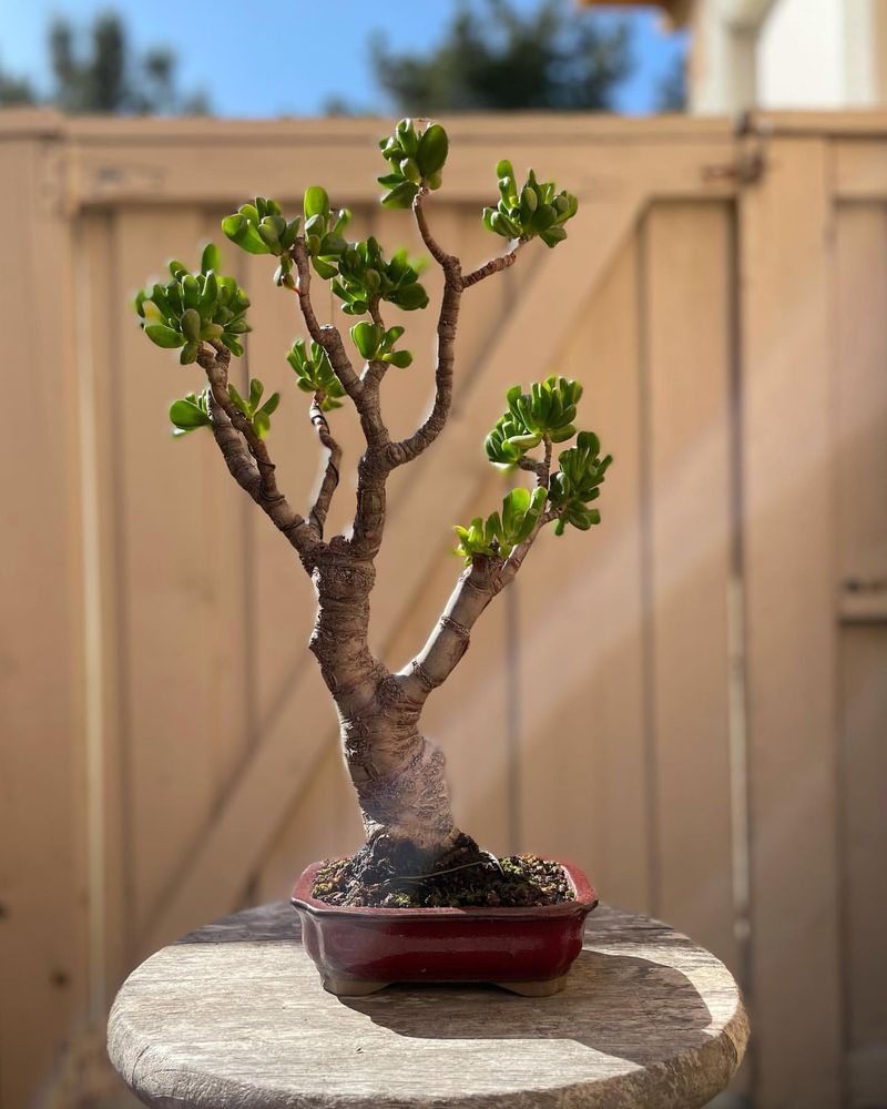 Jade Plant