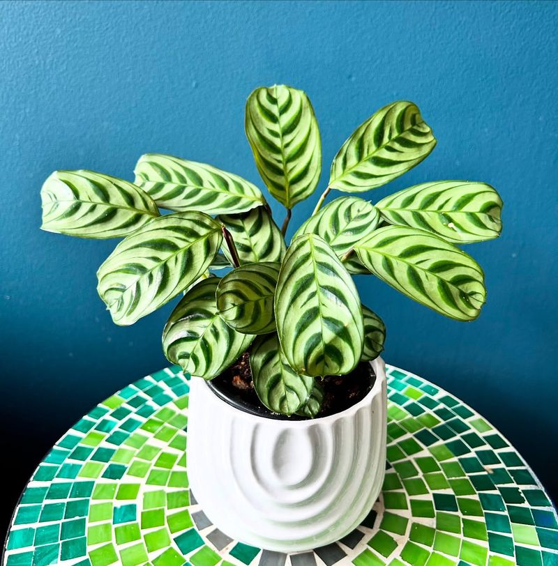 Prayer Plant Separation