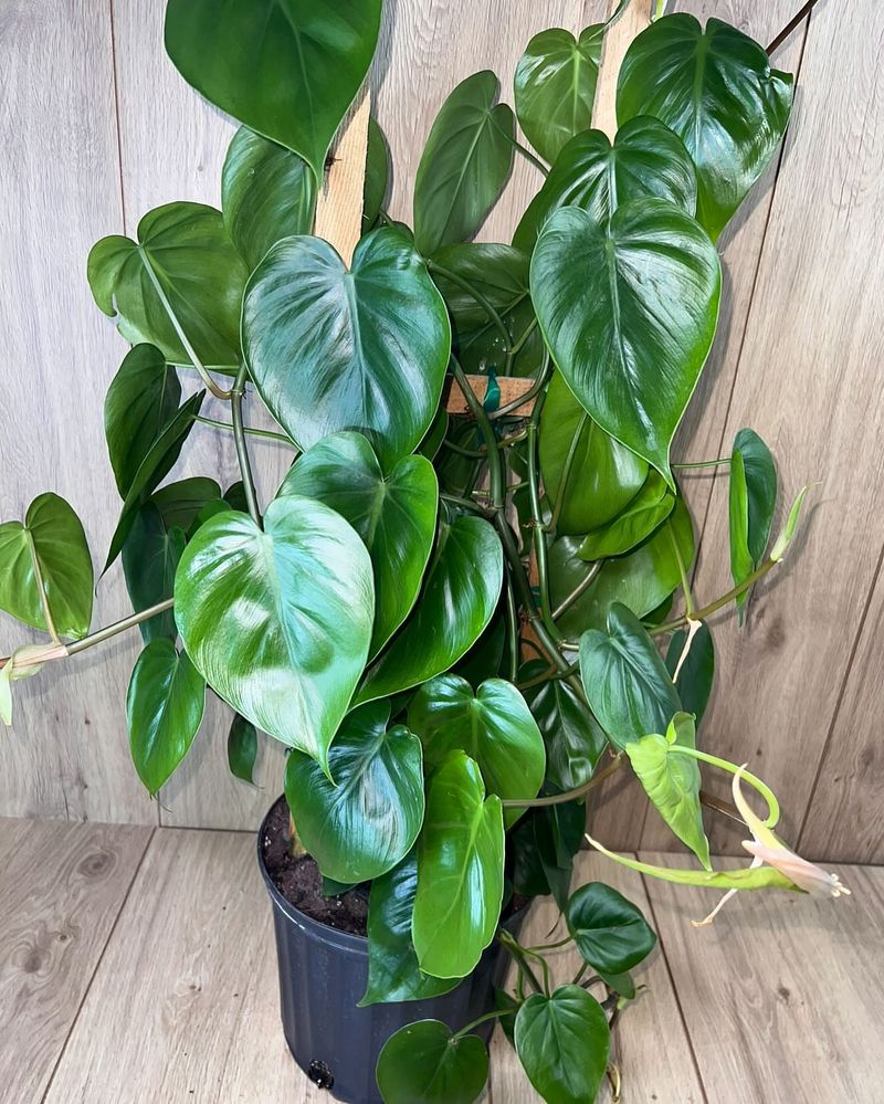 Philodendron (Heartleaf variety)