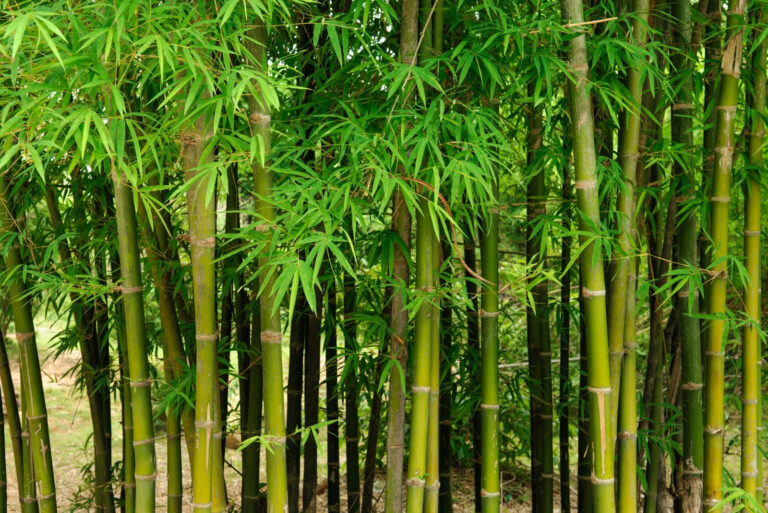 bamboo (featured image)