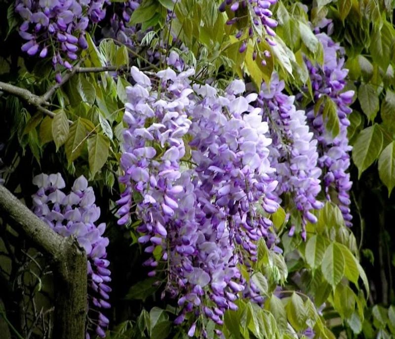 Wisteria: The Romantic Gone Rogue