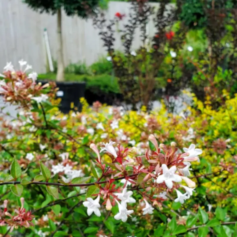 Abelia