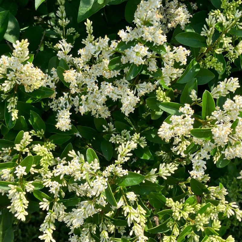 Privet (Ligustrum species)