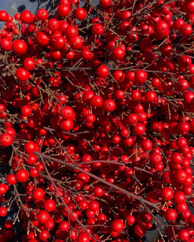 Nandina: The Toxic Beauty