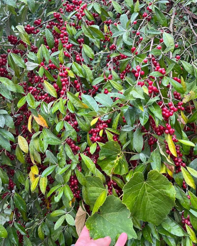 Autumn Olive Shrubs Facing Fall From Favor