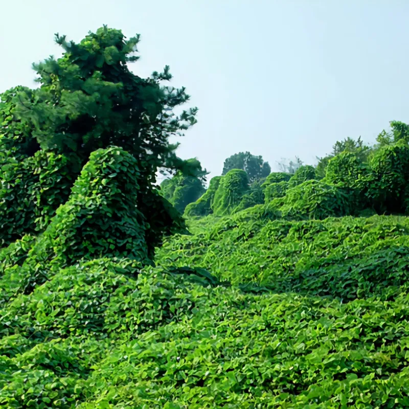 Kudzu
