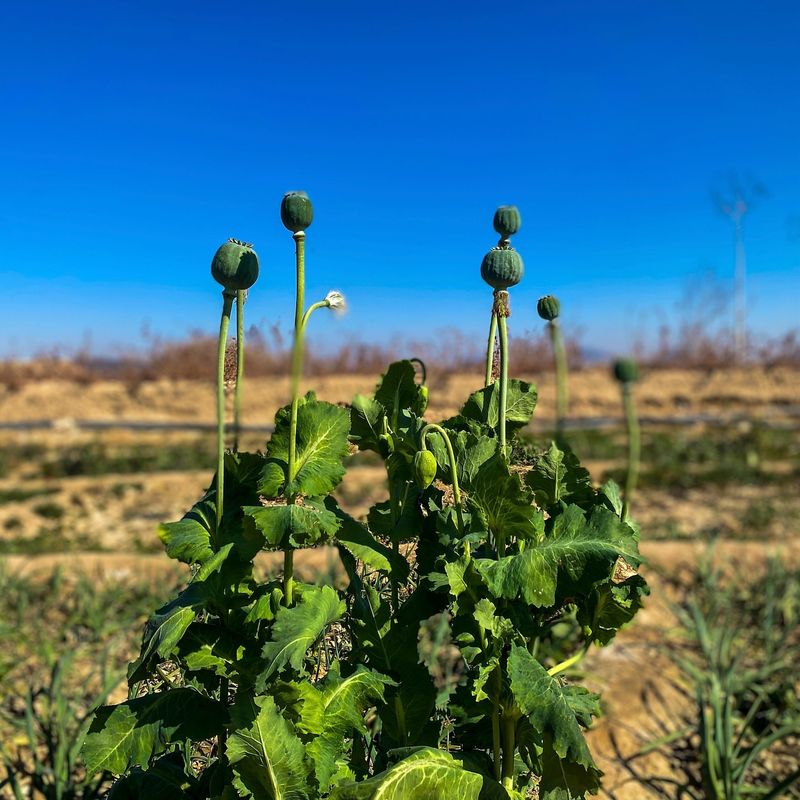 Opium Poppies