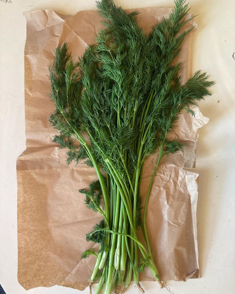 Dill: Feathery Beneficial Attractor