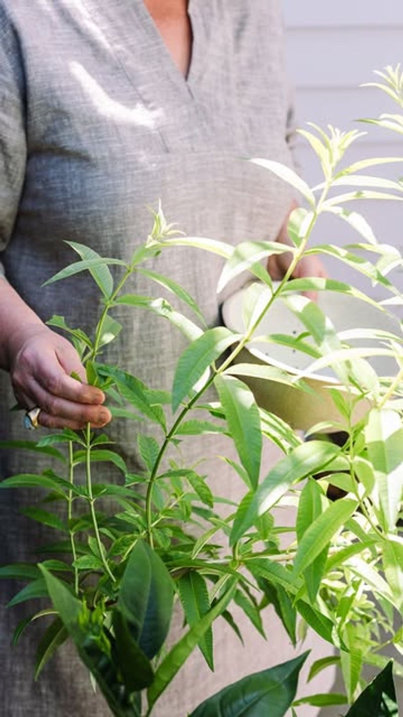 Lemon Verbena: Hard Prune Before Frost