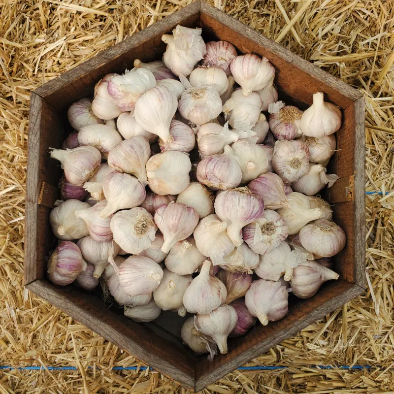 Garlic