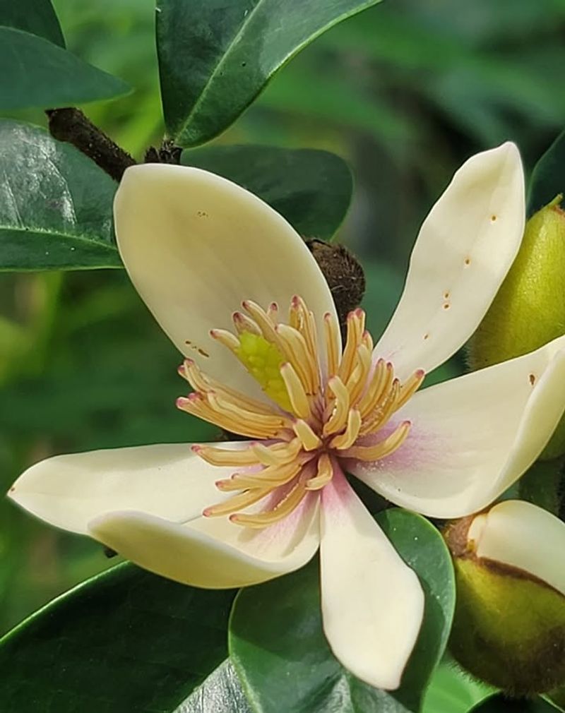 Banana Shrub