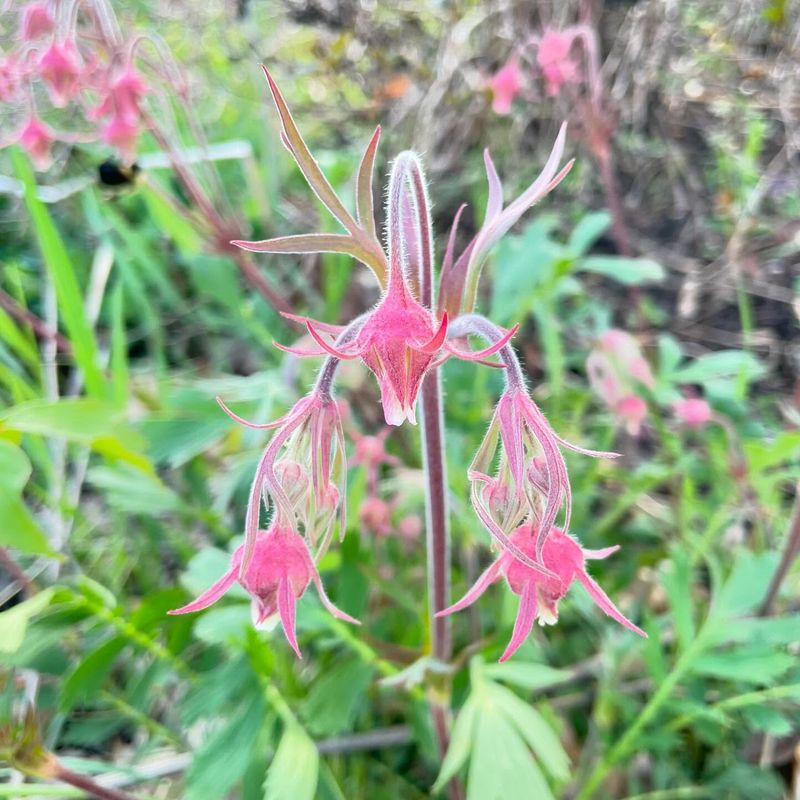 Prairie Smoke