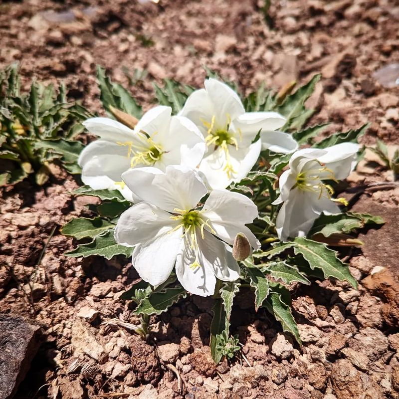 Evening Primrose