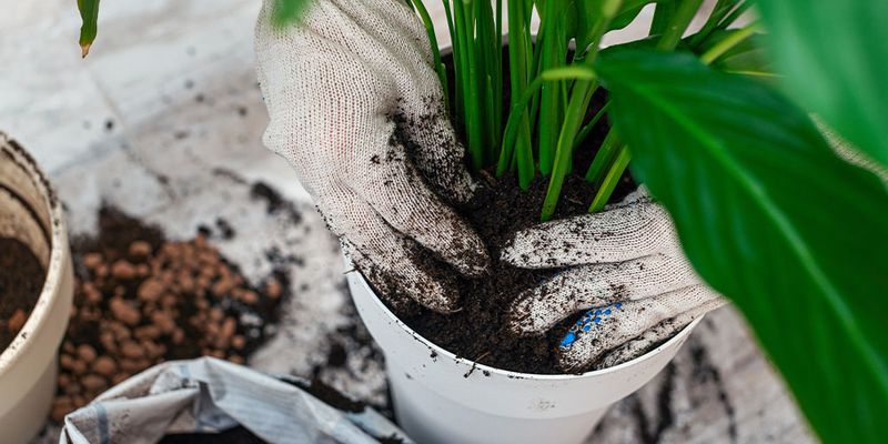 Repot With Purpose, Not By Calendar