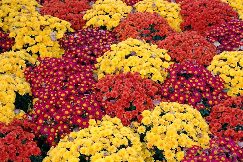 Plant Early For Strong Roots
