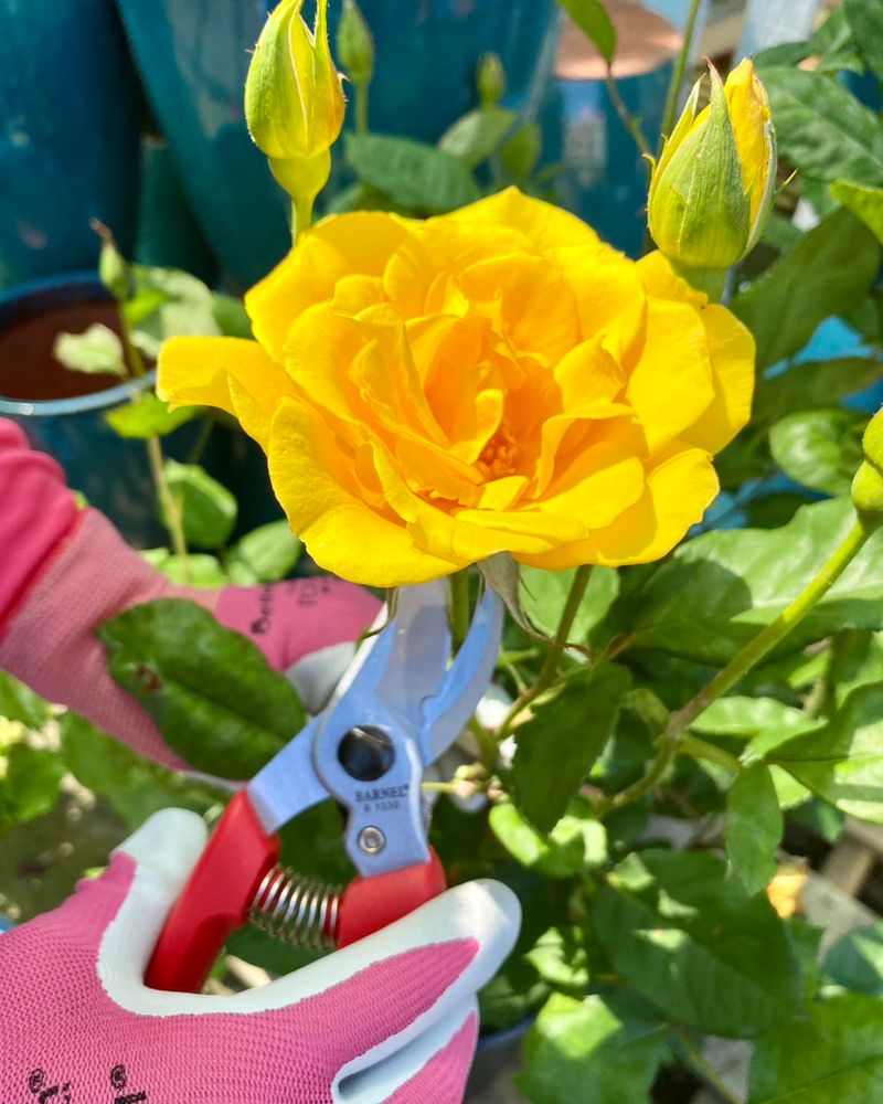 Master The Art Of Deadheading