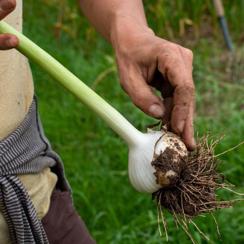 Handle Freshly Dug Bulbs Like Eggs