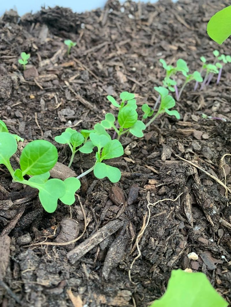 Add Organic Fertilizer