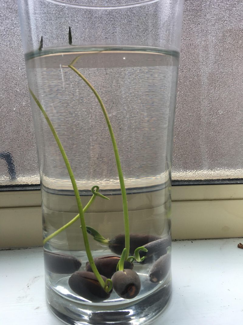 Scarify the Seed Coat