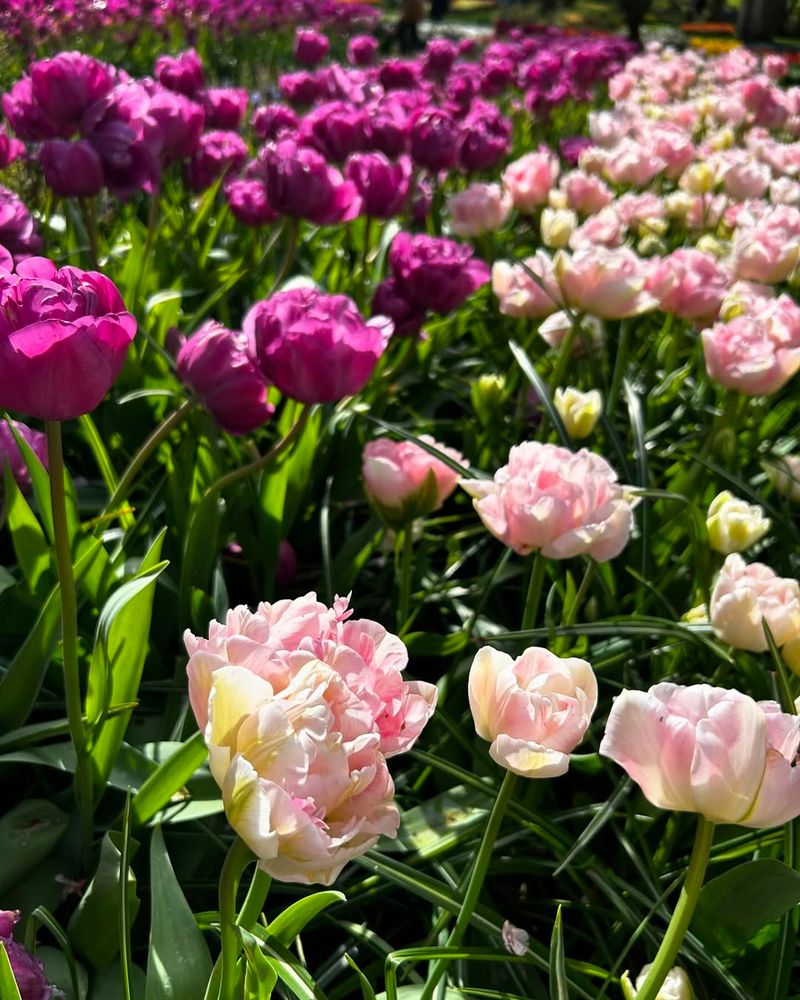 Time Your Planting Perfectly