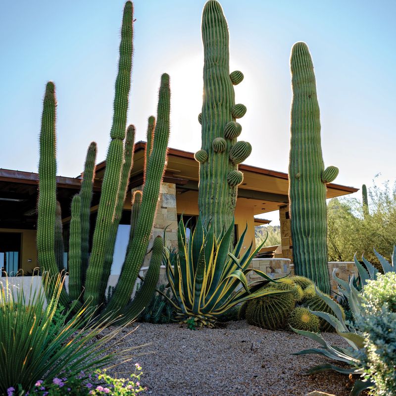 Best Cacti For Arizona Landscapes