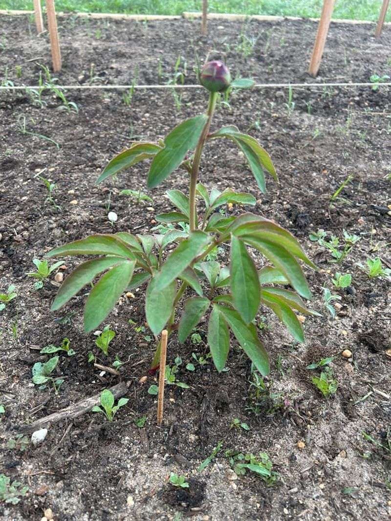 Planting Depth Is Critical For Future Blooming
