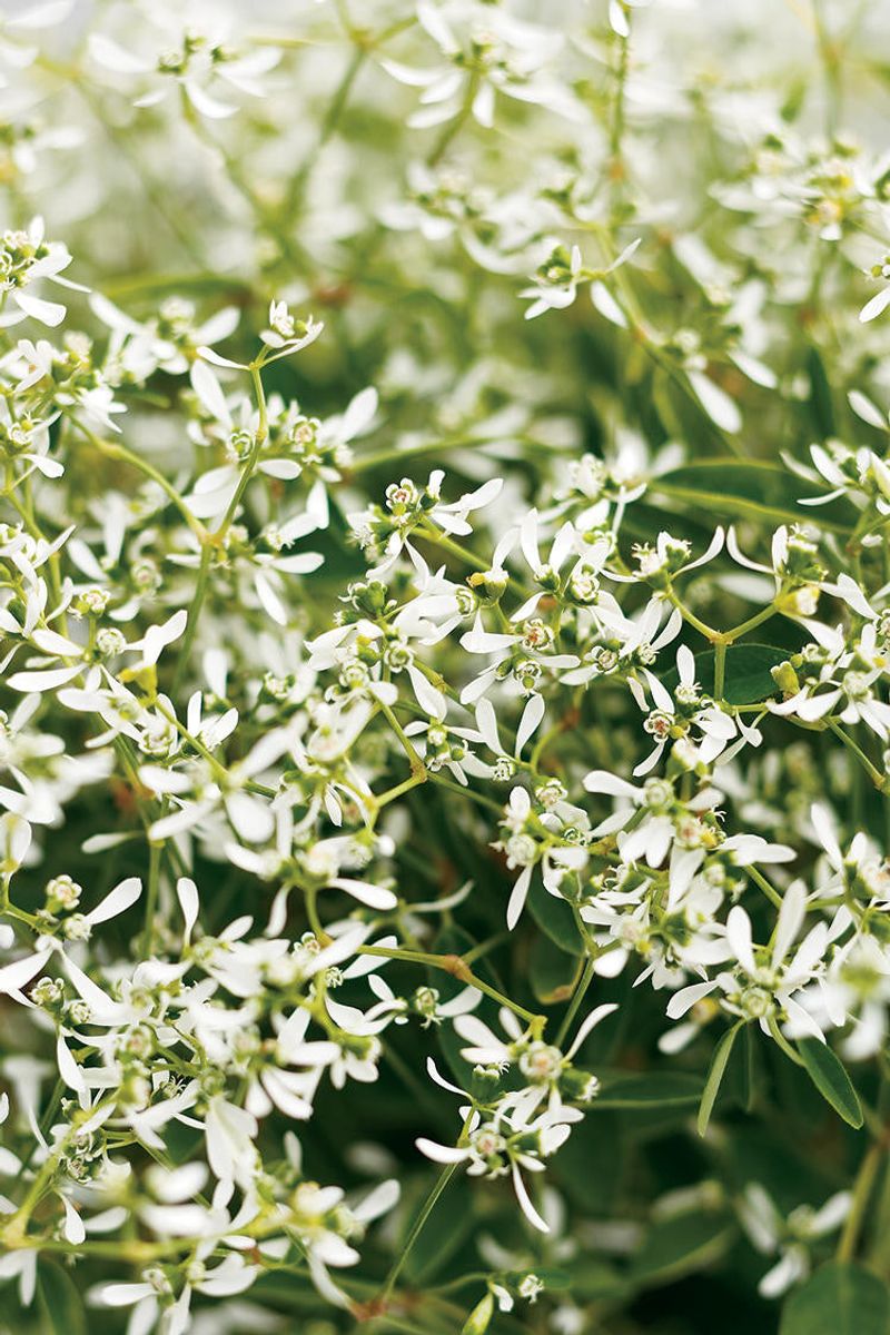 Diamond Frost Euphorbia