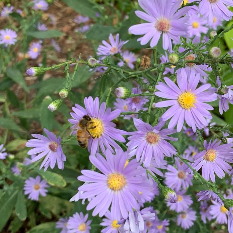 Asters