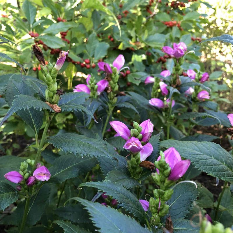 Turtlehead Thriving In Moist Spots