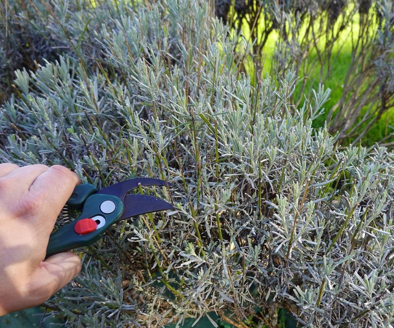 Lavender Plants