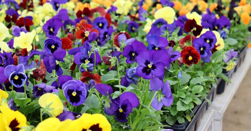 Frost-Tolerant Pansies for Late Season Color
