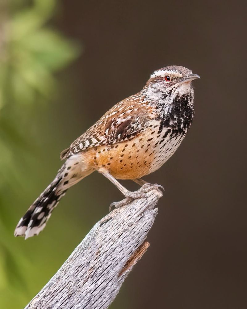Cactus Wren