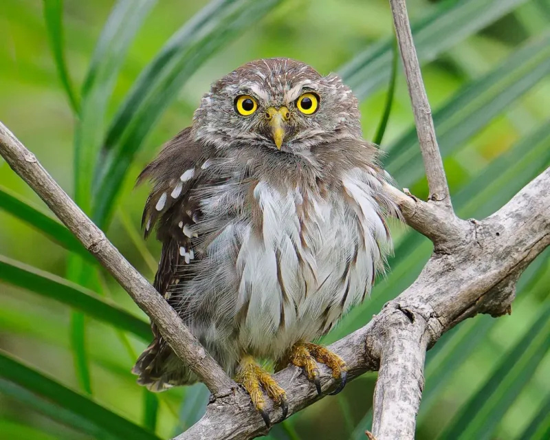 Cactus Ferruginous Pygmy Owl