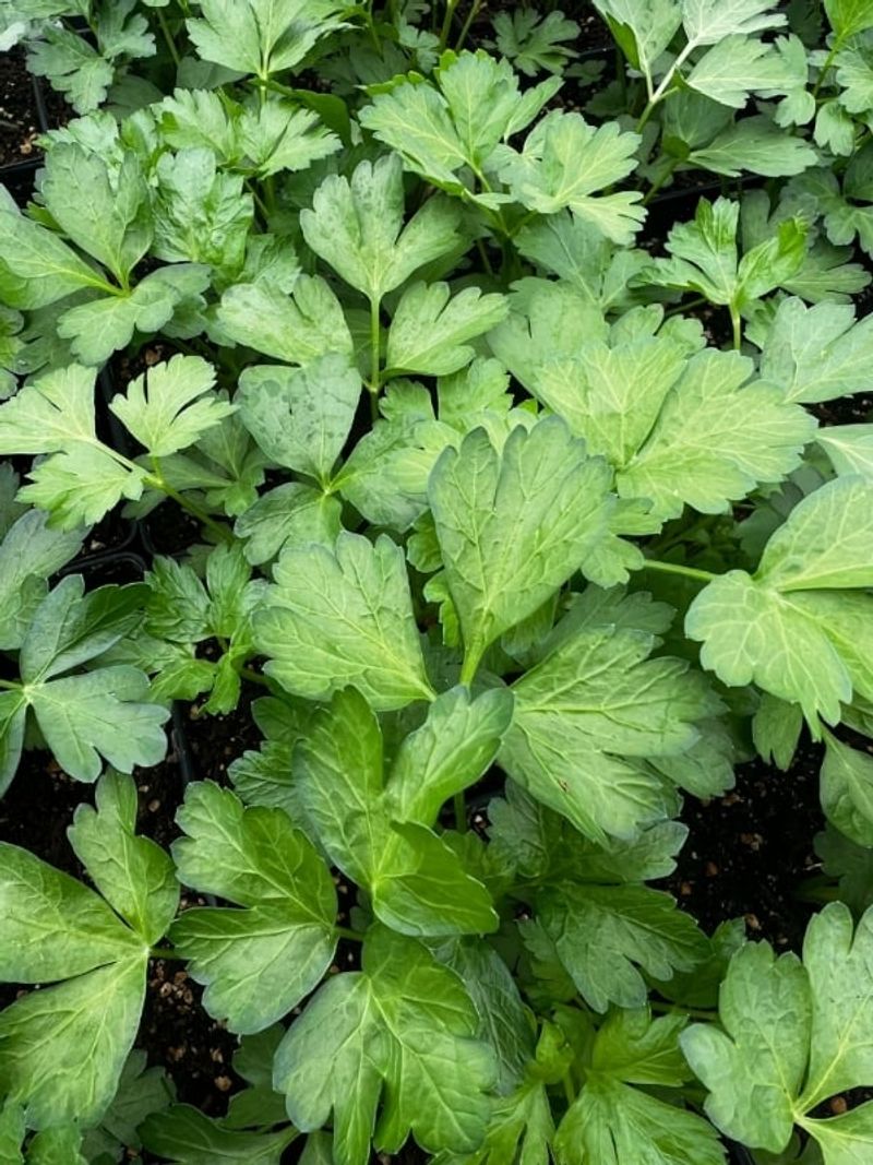 Parsley: Vitamin-Packed Biennial