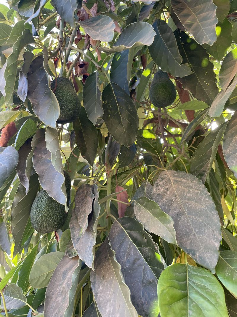 Avocado: Patience-Testing Beauty